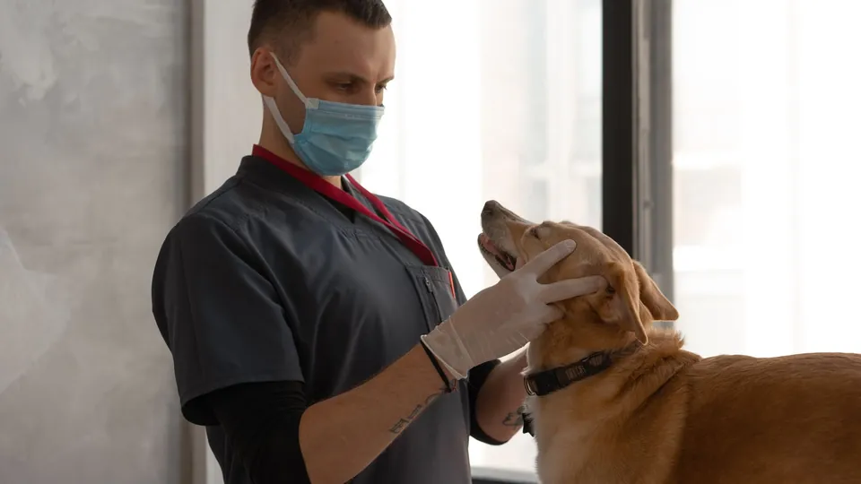 Veterinaria revisando la ficha clínica de un perro en una tablet