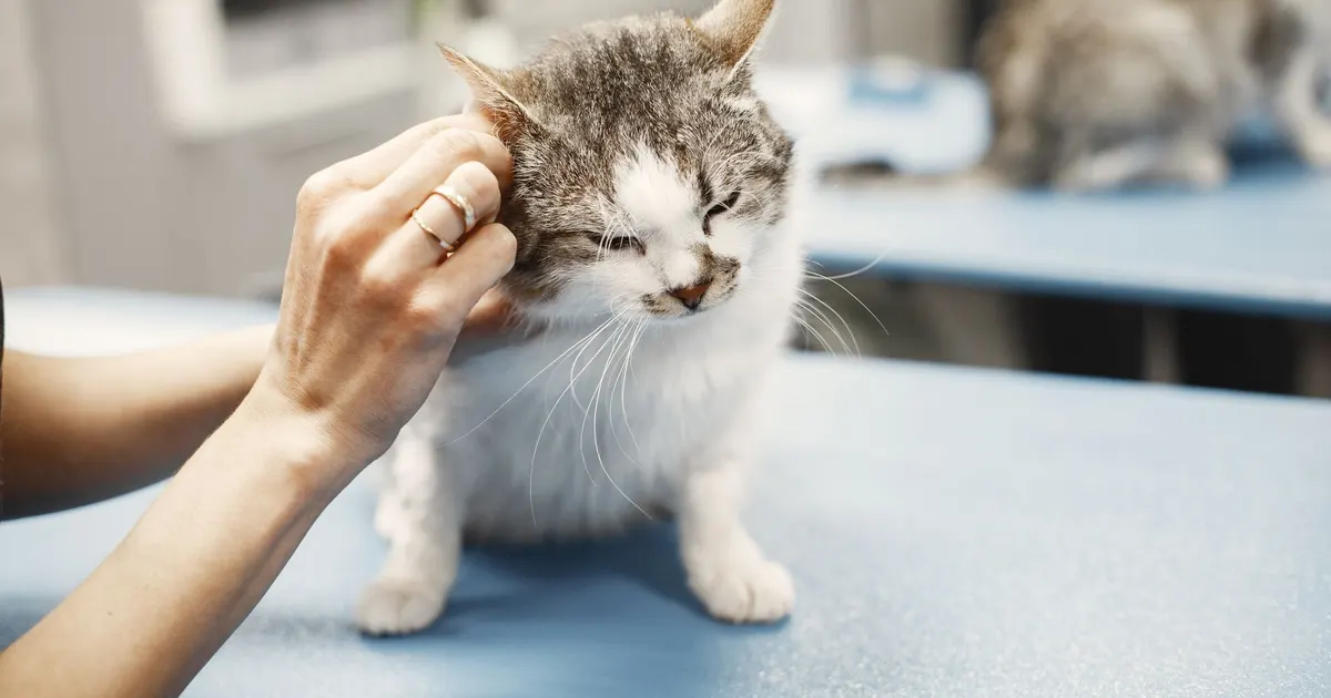 Manos de un veterinario examinando a un gatito blanco y gris sobre una mesa azul de consulta