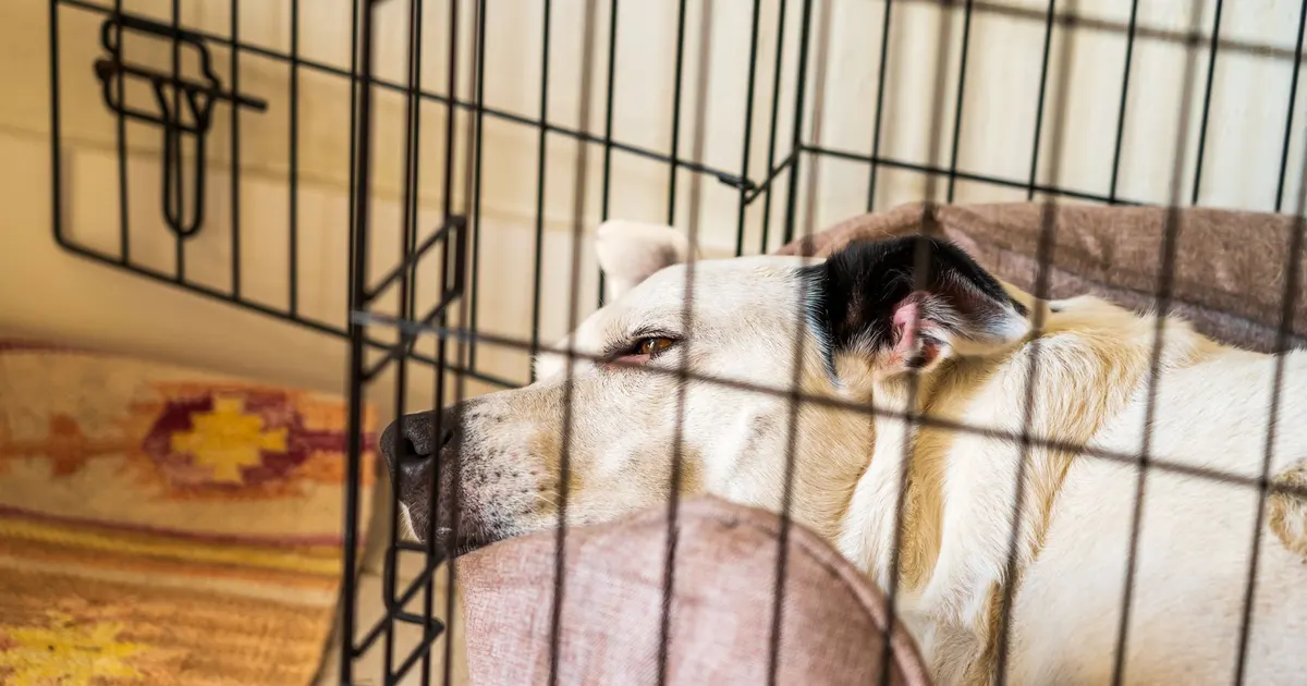 Un perro descansa relajado dentro de un kennel acogedor