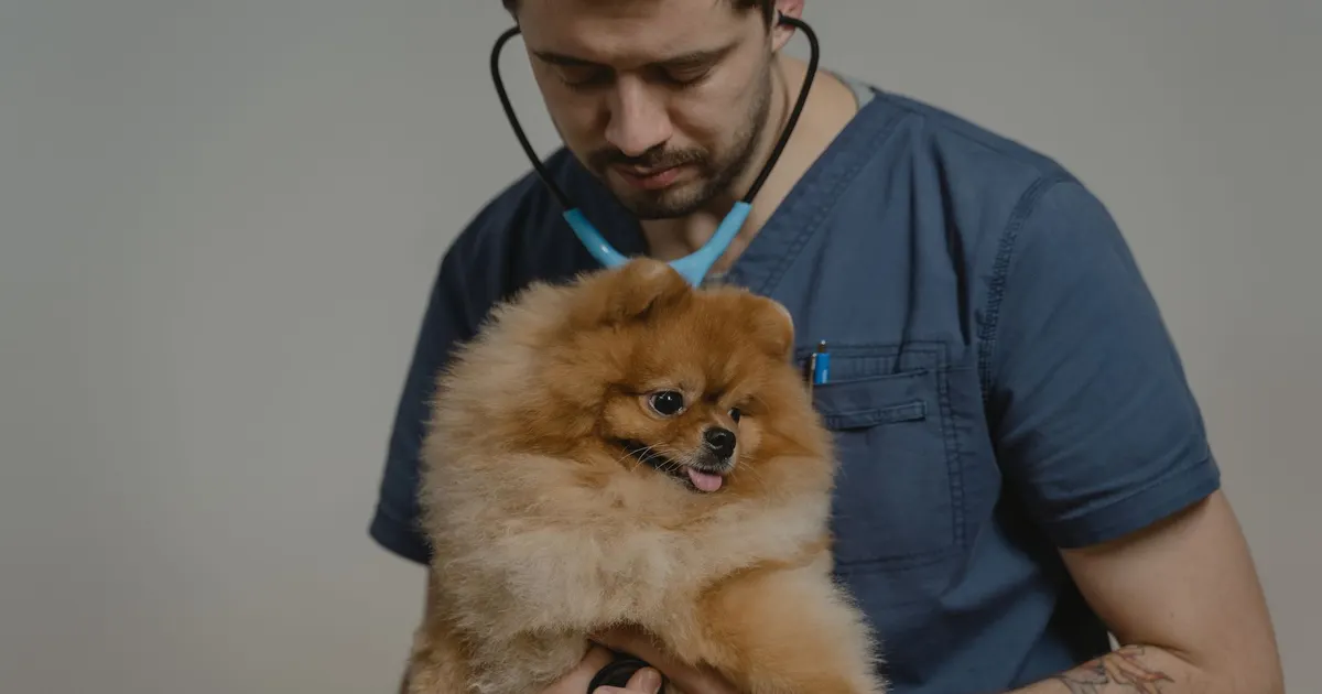 Veterinaria examinando a un perro pomerania de pelaje esponjoso durante un control de rutina en un espacio interior.