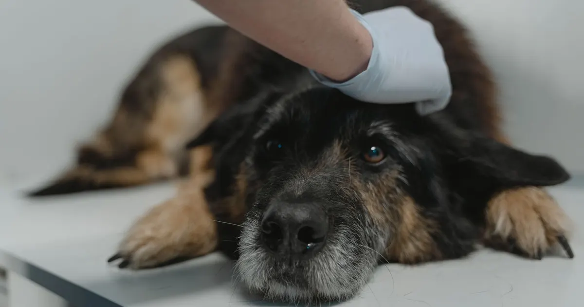 Primer plano de un veterinario con guantes examinando de cerca la piel y el pelaje de un perro negro