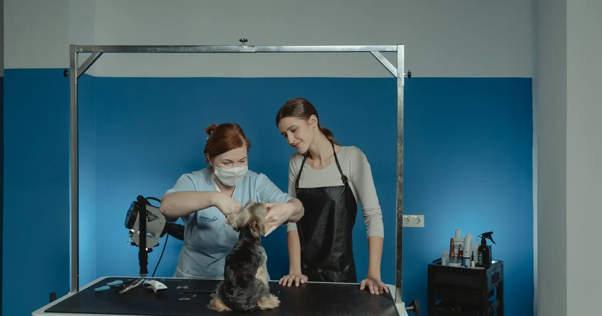 Peluquera canina y su asistente atienden a un Yorkshire Terrier sobre una mesa de peluquería