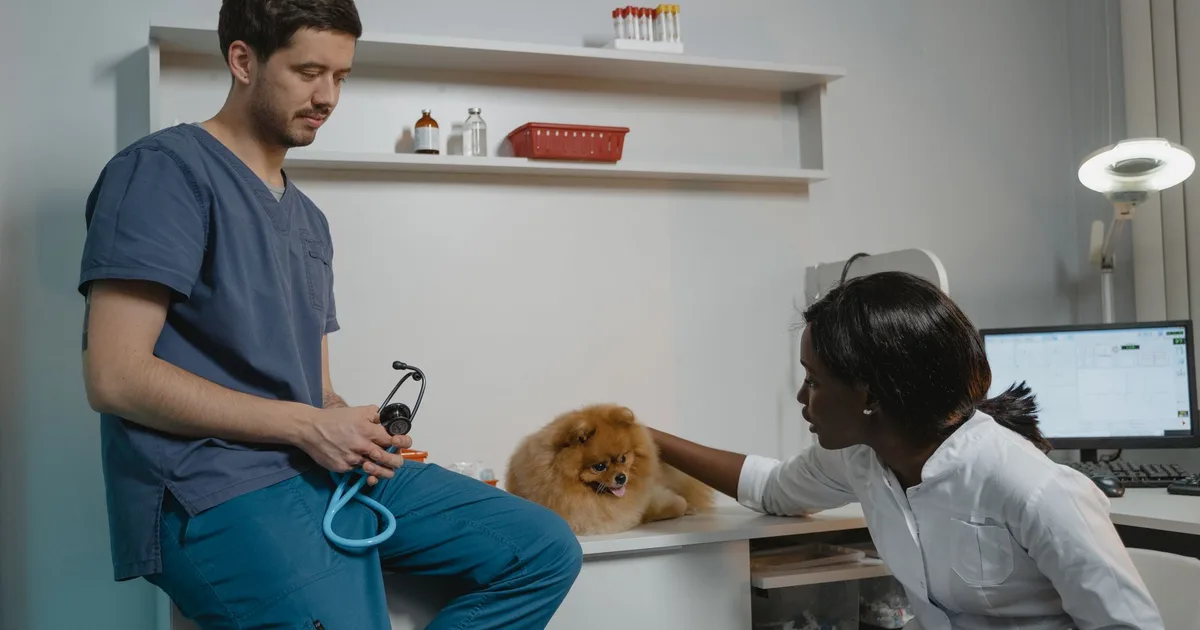 Veterinaria y asistente realizan un chequeo a un perro Pomerania en una sala de clínica veterinaria