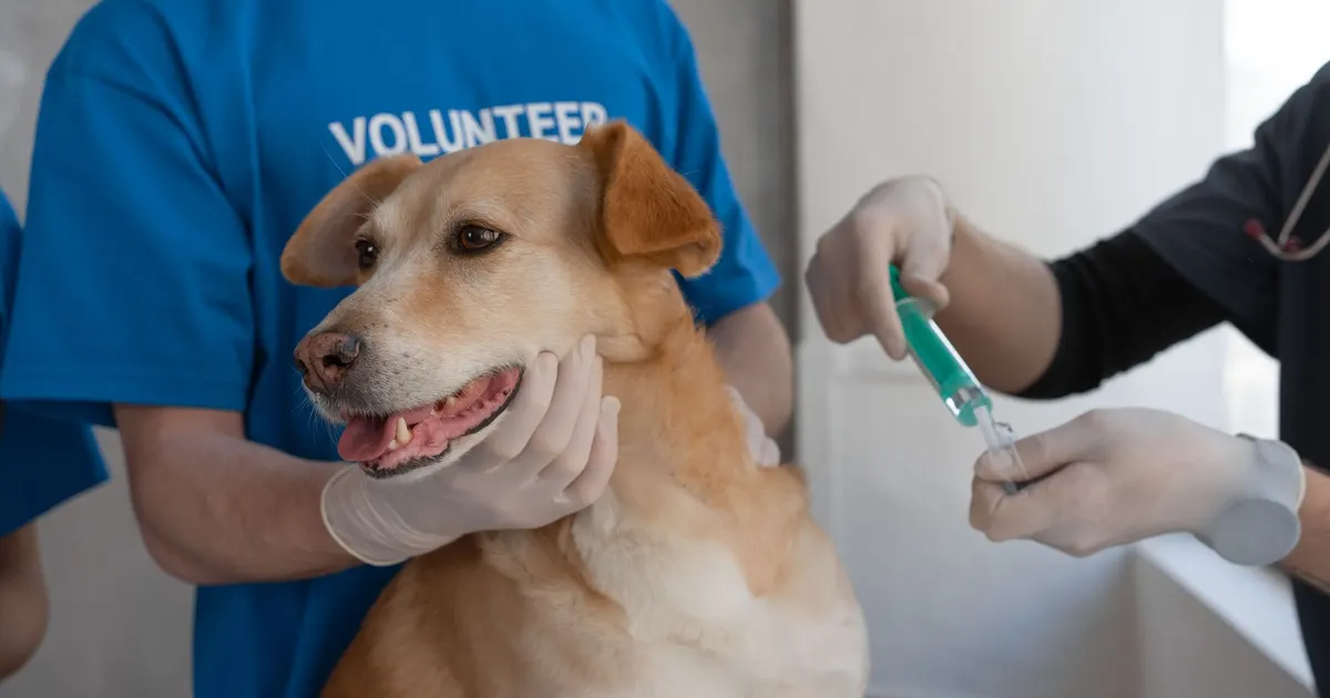 Veterinario aplica una vacuna a un perro que sostiene una persona en una clínica veterinaria