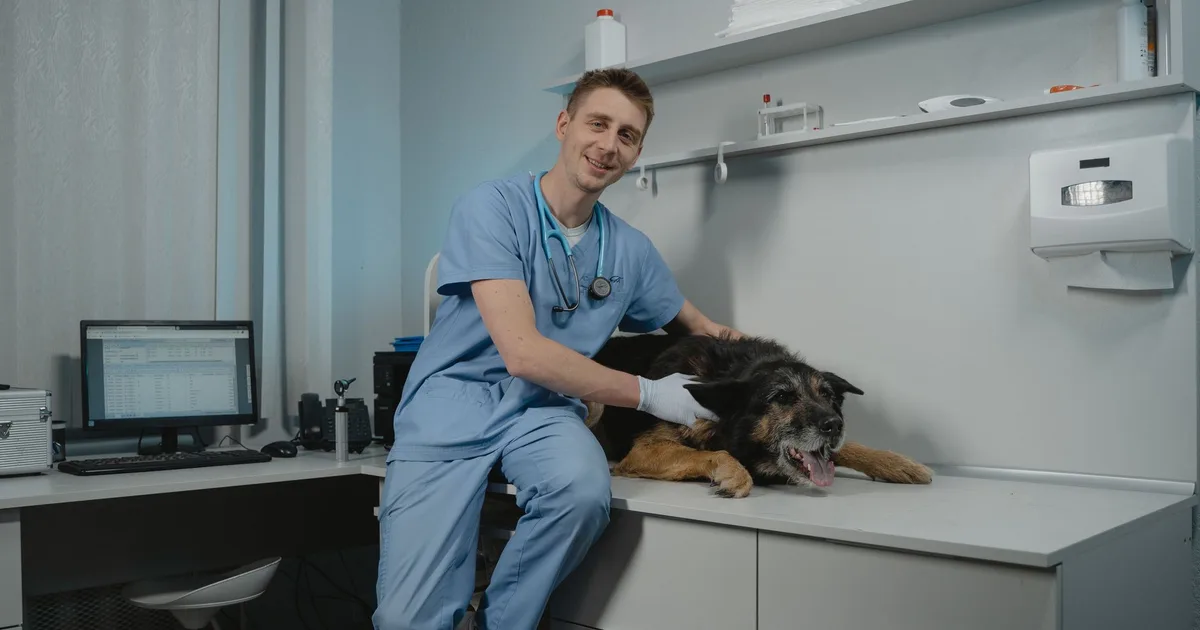 Veterinaria examina a un perro negro en una clínica veterinaria moderna