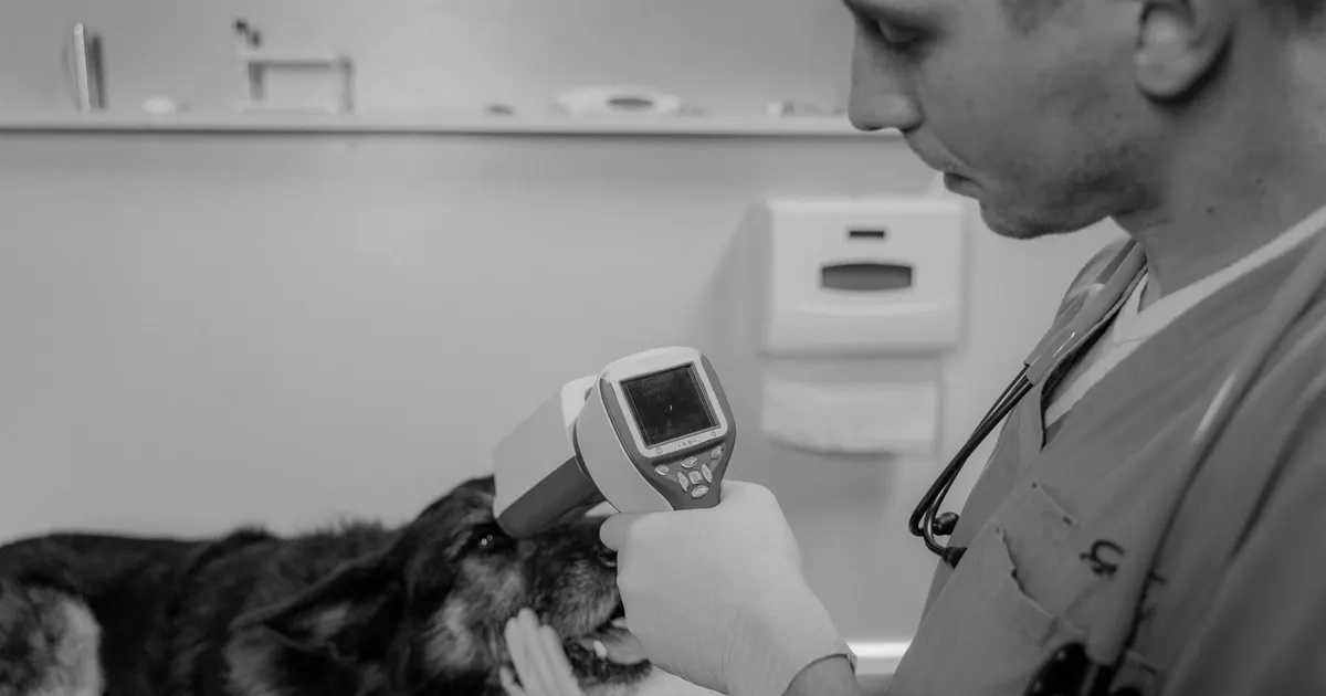 Veterinario examina a un perro con equipo médico durante una consulta de rutina en clínica