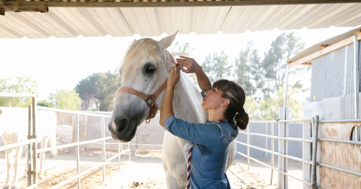 Mujer cepilla y acaricia a un caballo blanco dentro de un establo iluminado por el sol