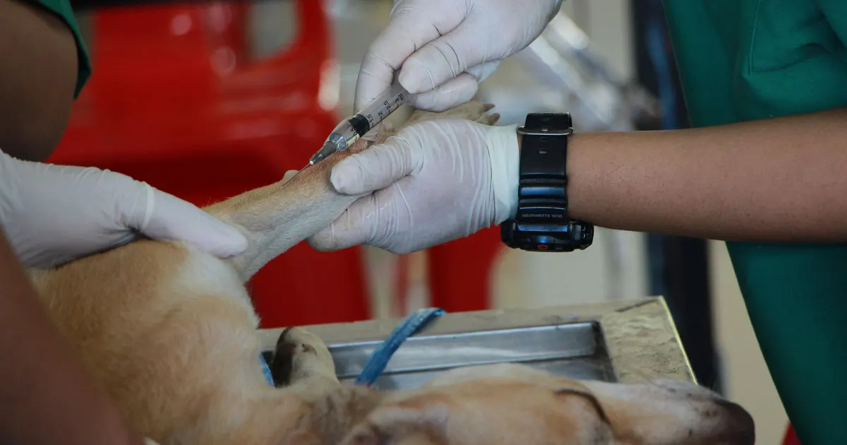 Primer plano de un veterinario aplicando una inyección a un perro en una clínica veterinaria.