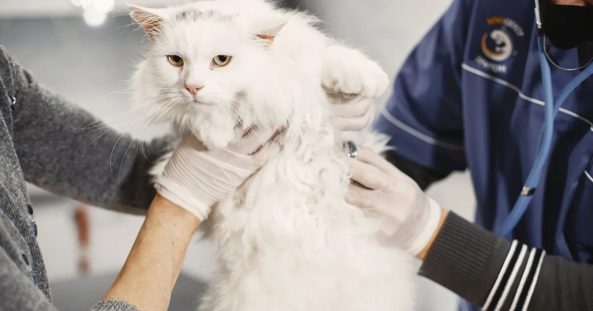Veterinario examina cuidadosamente a un gato blanco y peludo en una clínica