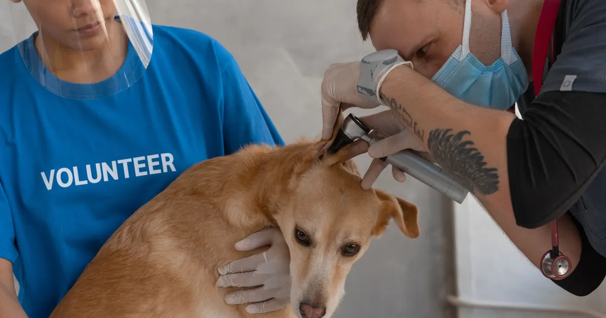 Veterinario revisa a un perro con ayuda de un asistente en una clínica