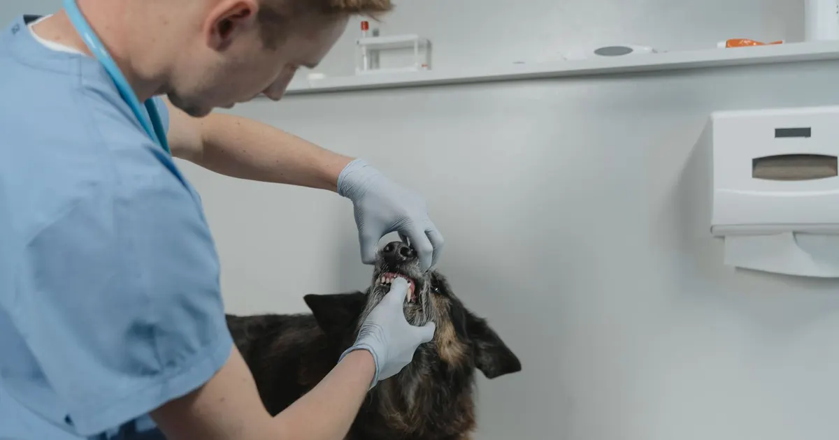 Veterinario revisando la ficha clínica digital de un perro en una tablet