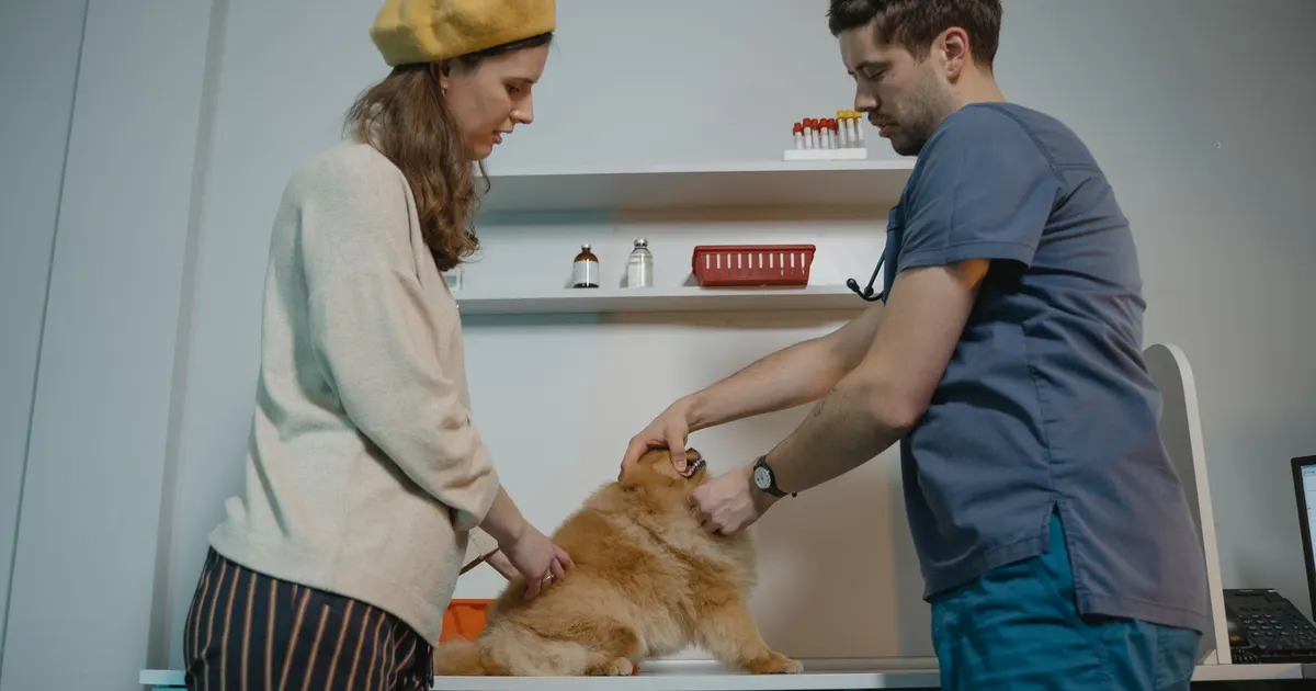 Un veterinario y una mujer examinan a un perro Pomerania en la sala de consulta de una clínica veterinaria