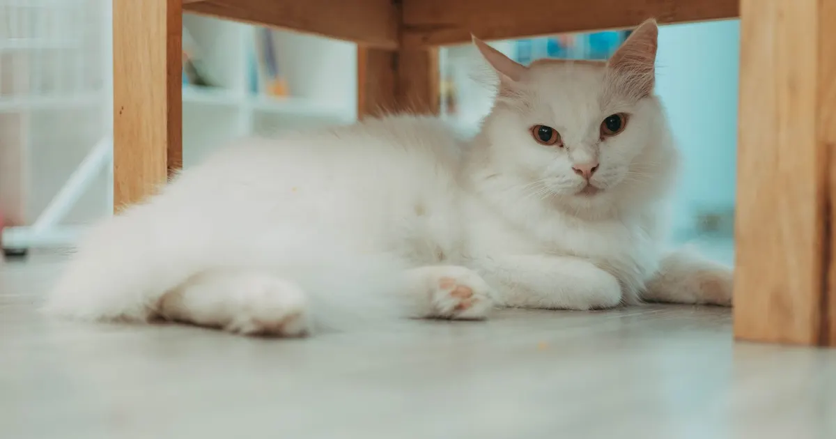 Gato anestesiado con vía intravenosa durante fluidoterapia en una clínica veterinaria