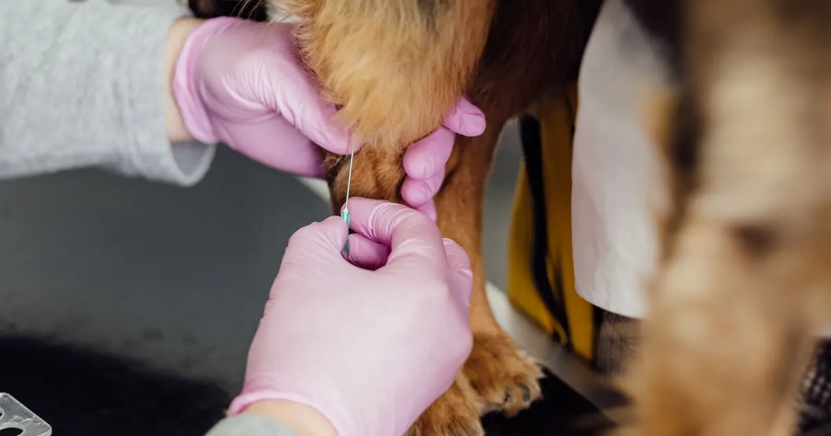 Primer plano de un veterinario aplicando una inyección en la pata de un perro dentro de una clínica