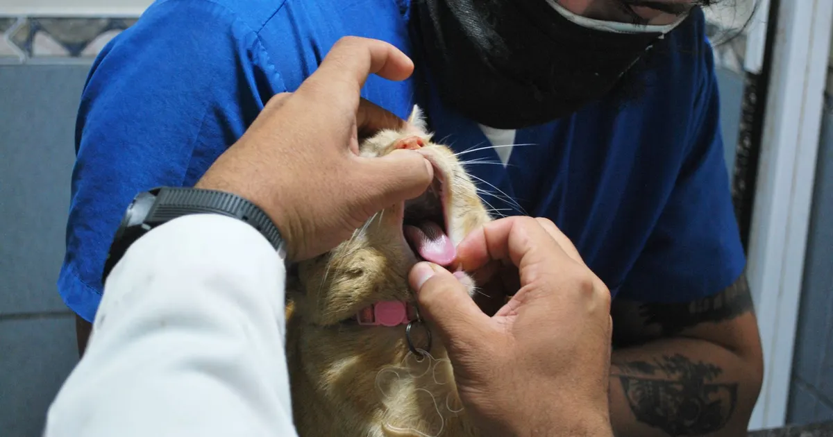 Un veterinario examina la boca y dientes de un gato durante una consulta en clínica veterinaria