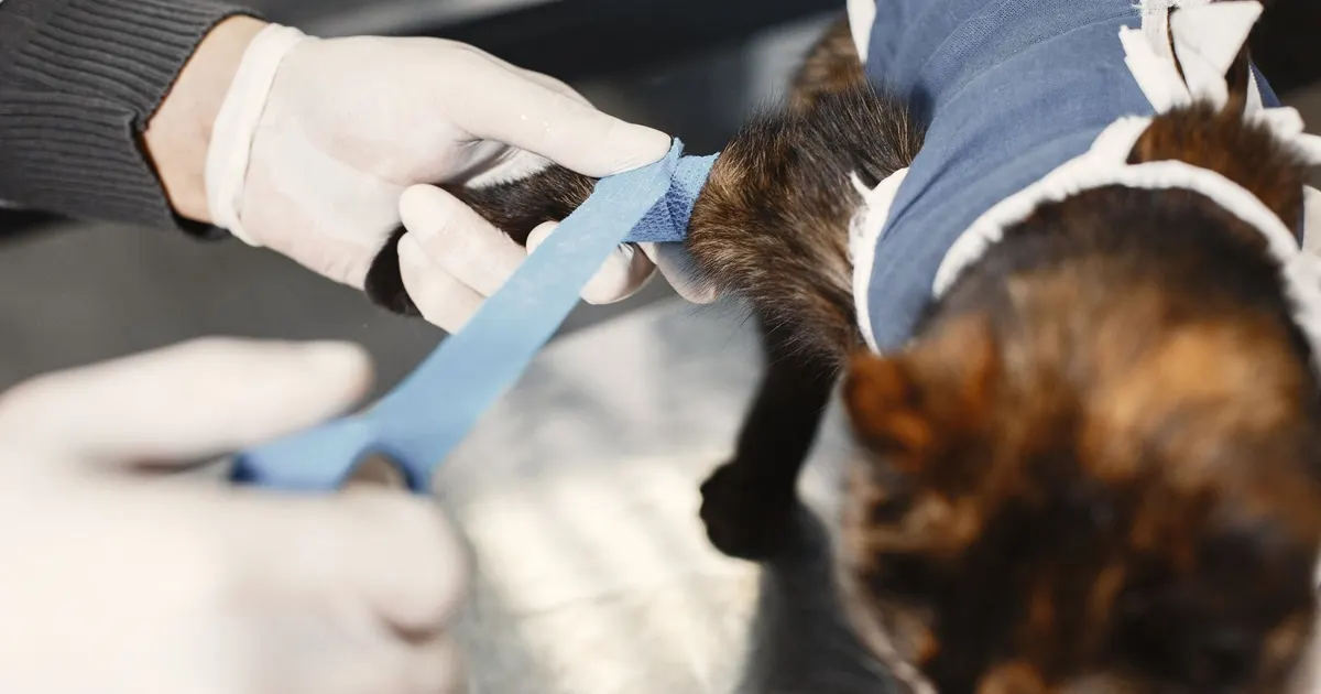 Veterinario examinando signos neurológicos en un gato durante una consulta clínica