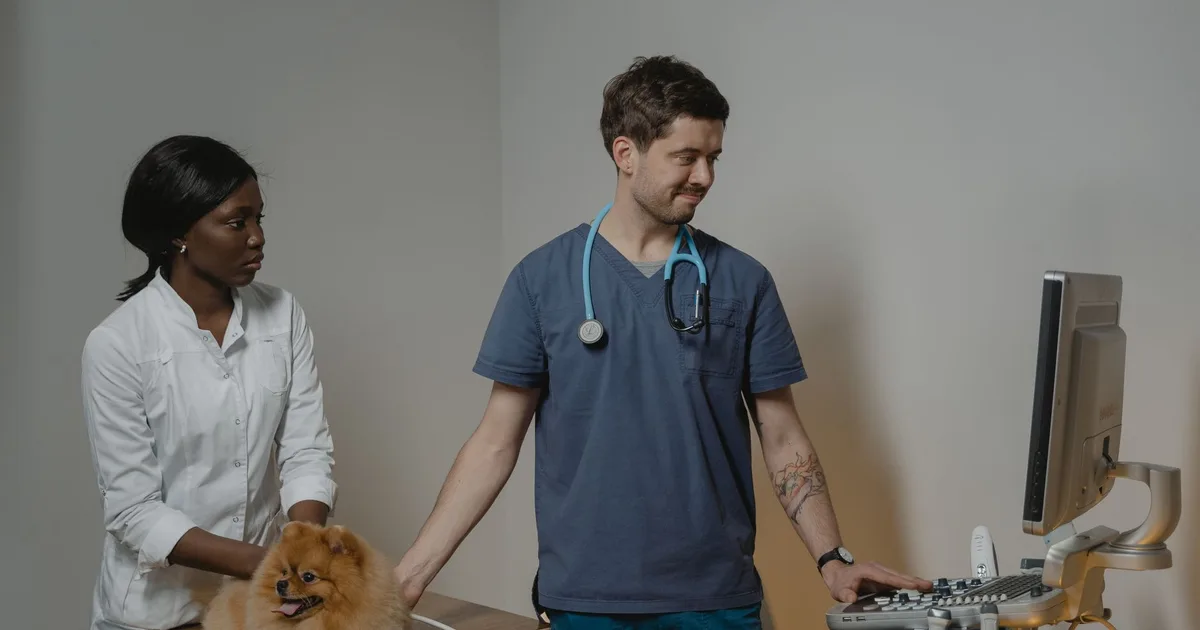 Veterinario realiza una ecografía a un perro asistido por otra persona en box de consulta veterinaria