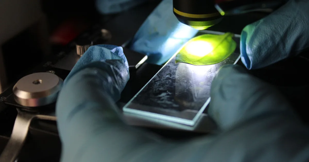 Científico examinando una muestra en portaobjetos bajo el microscopio con enfoque de precisión