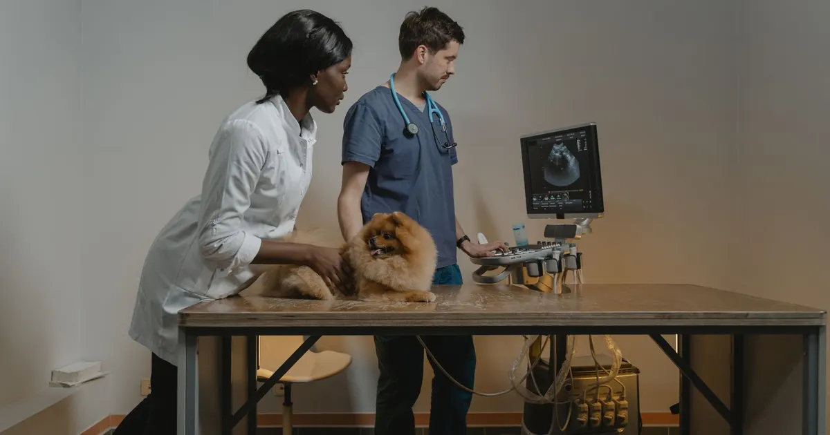 Dos veterinarios realizan una ecografía a un perro Pomerania y observan la pantalla del equipo en una clínica
