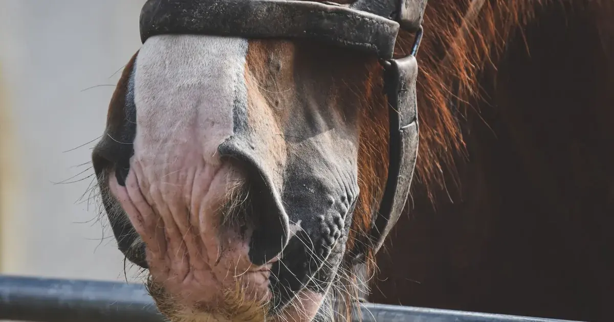 Primer plano del hocico de un caballo con un halter en un box de establo