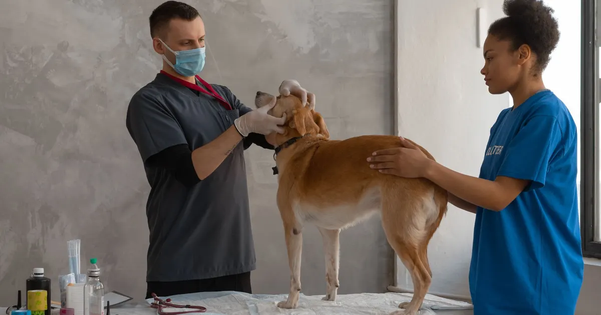 Un veterinario examina a un perro asistido por otro profesional en un consultorio clínico