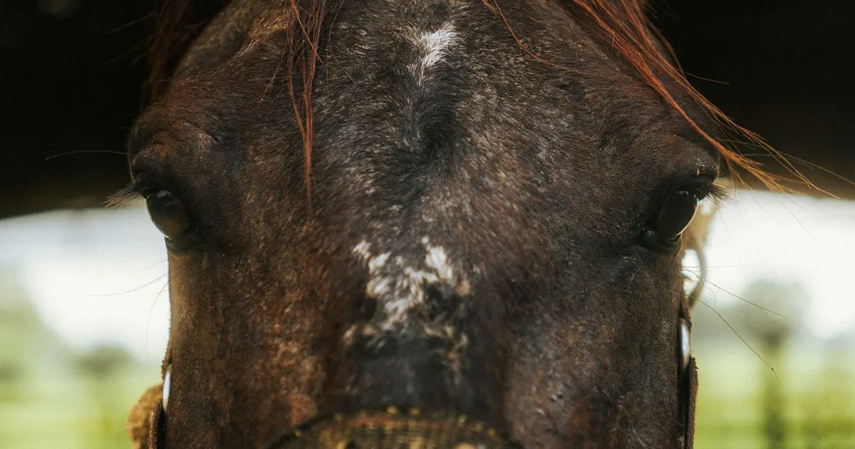 Veterinario examinando la expresión facial de un caballo para evaluar signos de dolor