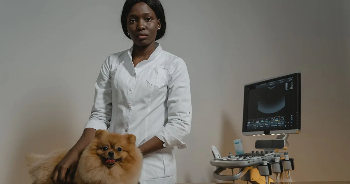 Un veterinario examina a un perro Pomerania usando una máquina de ultrasonido en una clínica