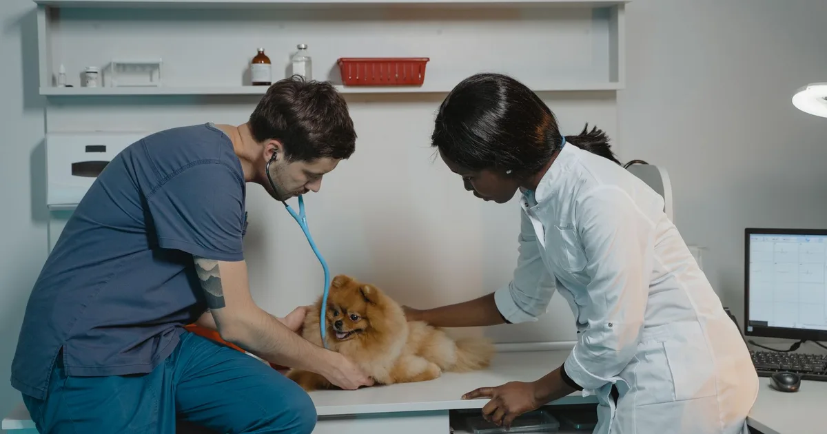 Equipo de veterinarios examina a un perro Pomerania en una clínica