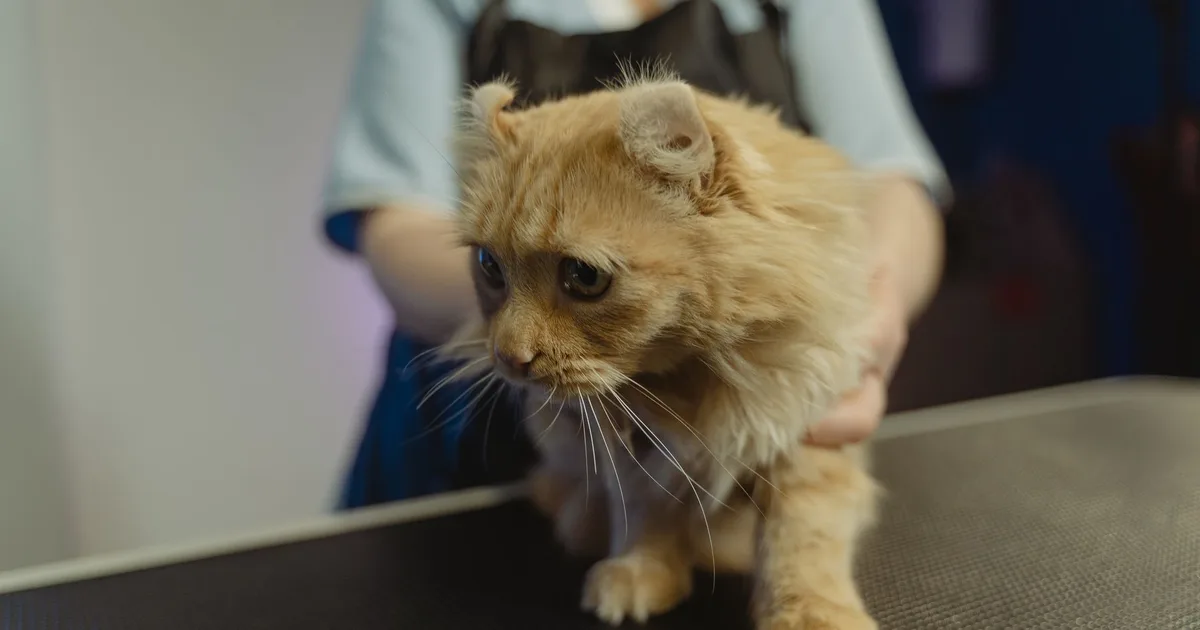 Gato atigrado color jengibre sostenido suavemente sobre una mesa de examen veterinario