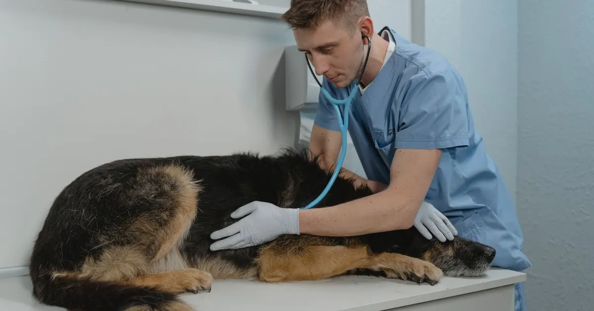Un veterinario examina con un estetoscopio a un perro pastor alemán sobre la mesa de una clínica veterinaria.