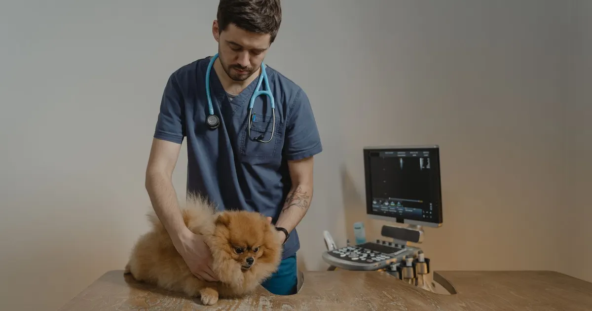 Veterinario examina a un perro Pomerania usando equipo médico en una clínica veterinaria.