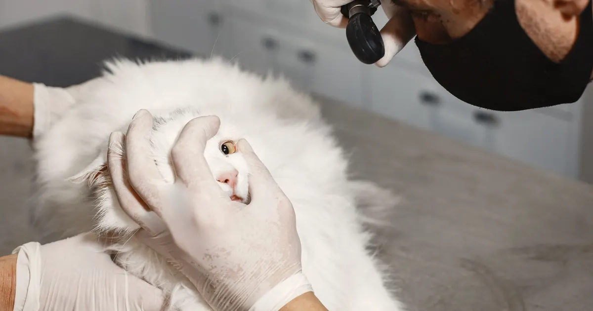 Un veterinario examina el ojo de un gato blanco angora turco en una clínica veterinaria.