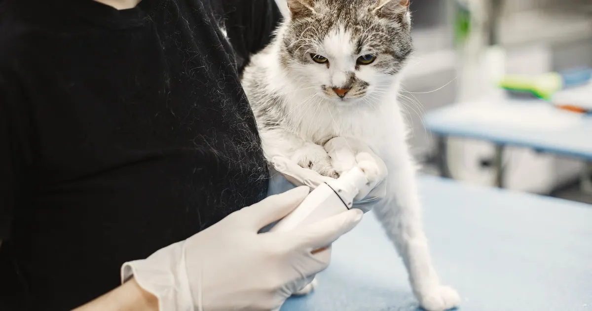 Una veterinaria con guantes quirúrgicos examina a un gato blanco en una clínica