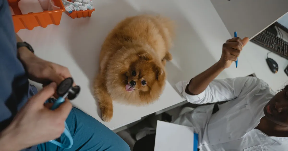Un Pomerania esponjoso recibe un chequeo médico en una clínica veterinaria, atendido por profesionales.