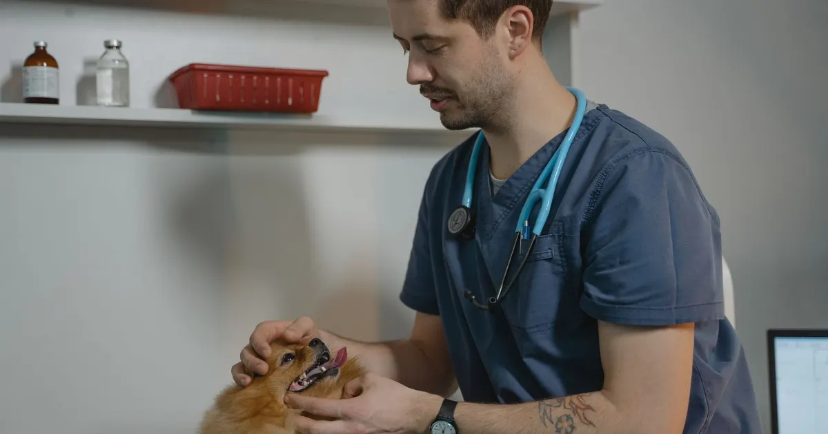 Veterinario examina a un perro Pomerania en una mesa de consulta clínica
