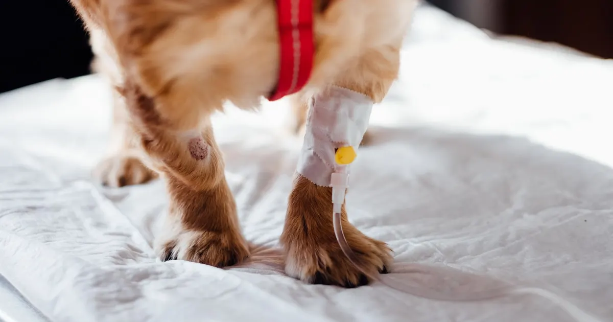 Perro pequeño con vía intravenosa recibiendo tratamiento en una clínica veterinaria, foco en sus patas.