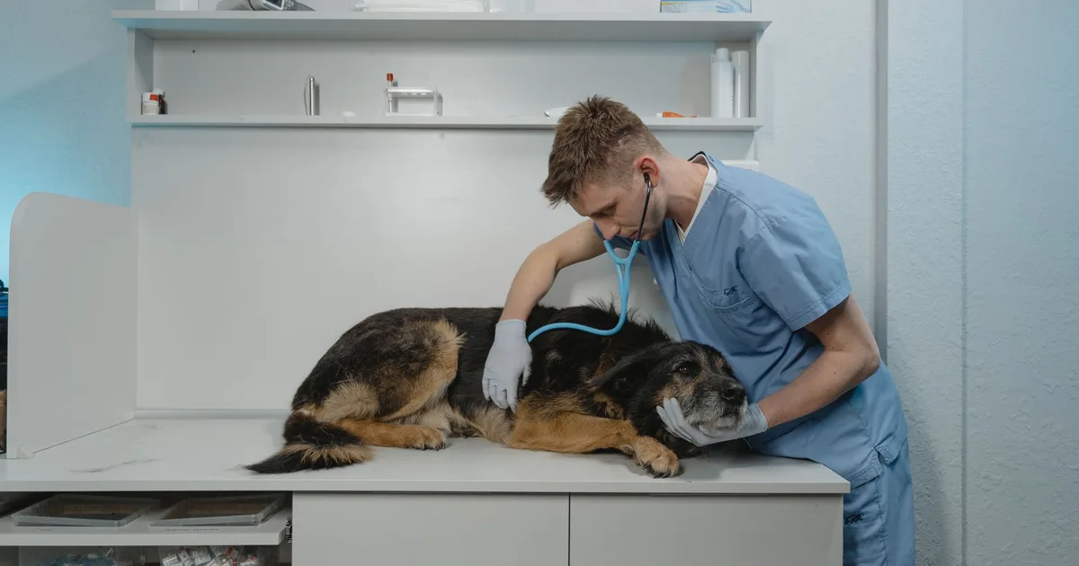 Veterinario con uniforme examina a un perro con estetoscopio en una clínica
