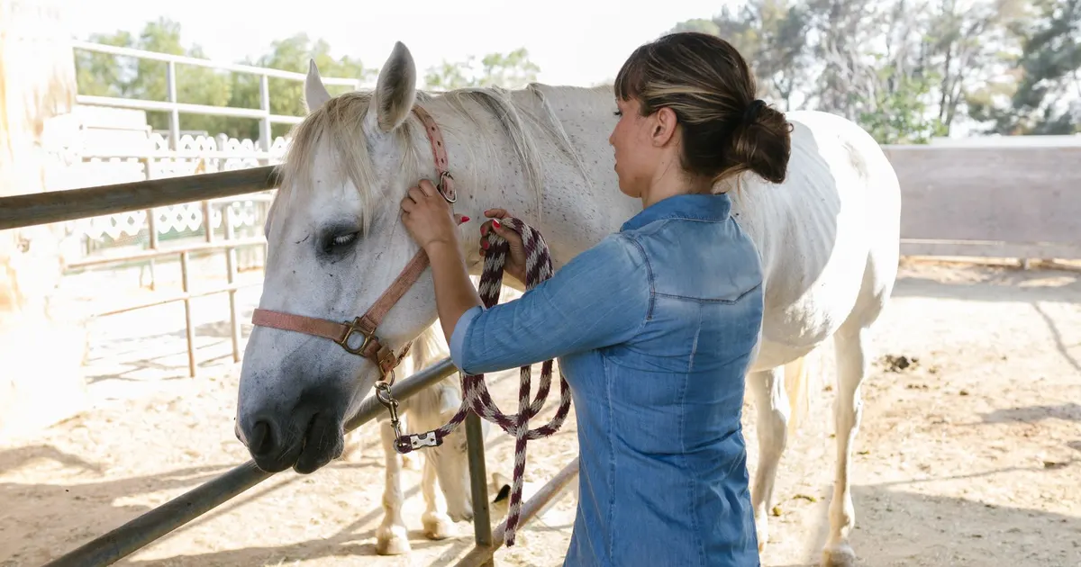 Mujer con camisa de jean atendiendo a un caballo blanco en un corral soleado