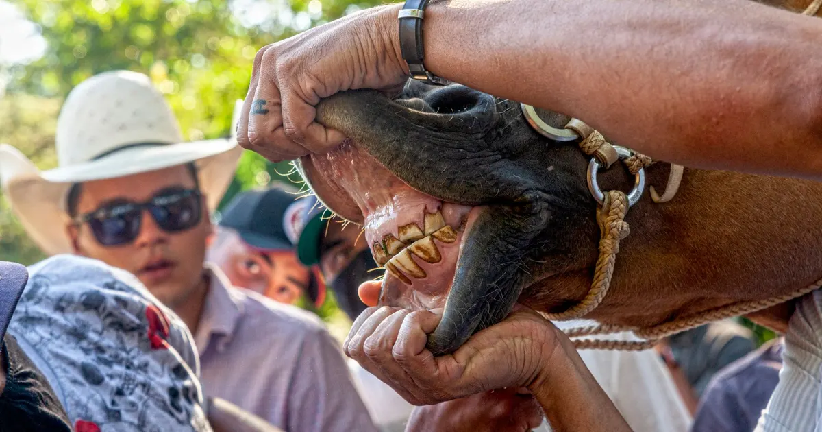Personas revisan la dentadura de un caballo durante un chequeo de salud al aire libre en el campo.