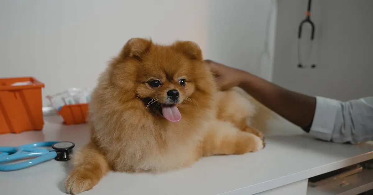 Perro pomerania tranquilo durante un control en una clínica veterinaria, con un estetoscopio cerca.