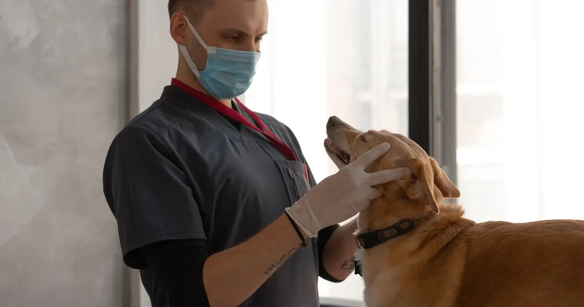 Médica veterinaria con mascarilla examina a un perro en una clínica, atenta al estado del paciente.