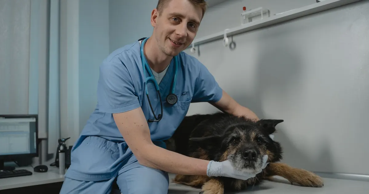 Veterinario realiza un examen clínico a un perro de pelaje negro en una clínica veterinaria