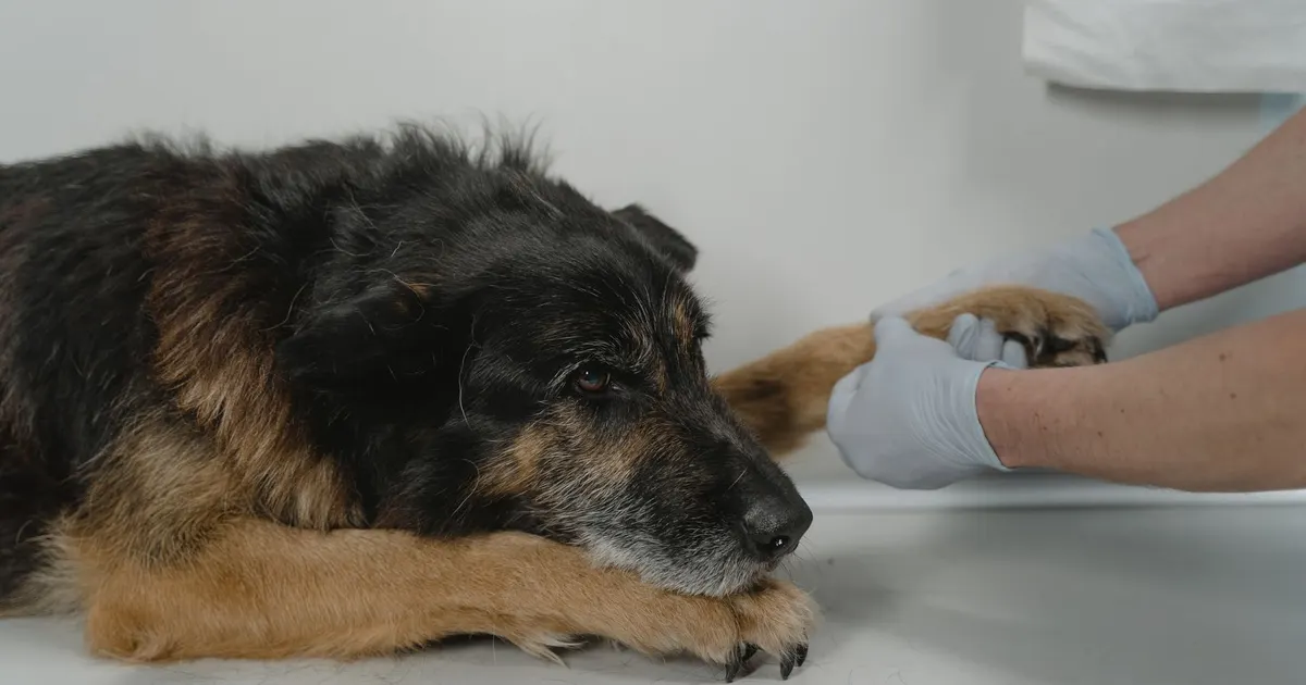 Un veterinario examina la pata de un perro sobre una mesa de exploración en una clínica veterinaria.