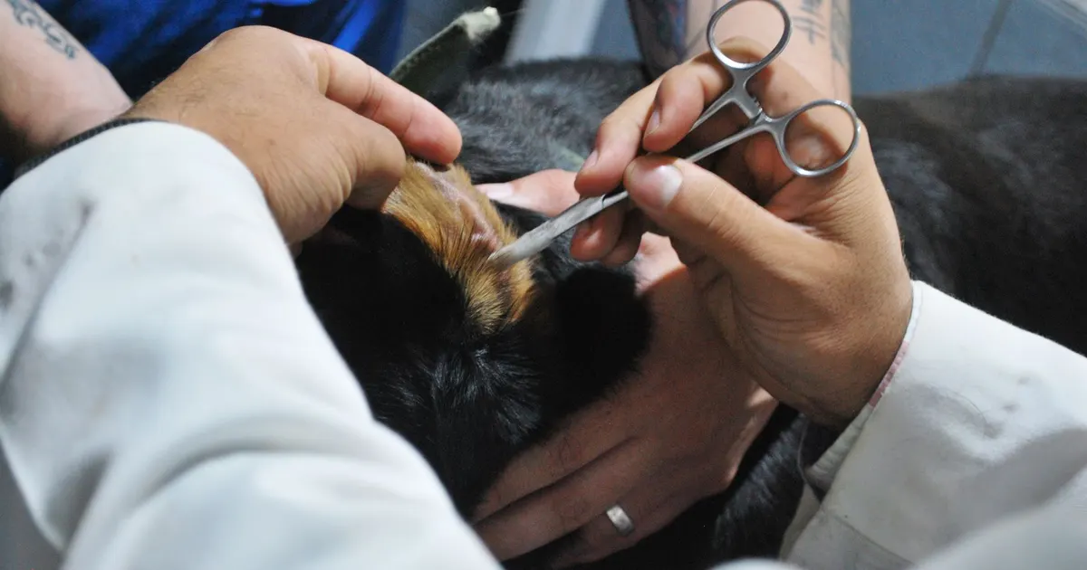 Veterinario examina cuidadosamente el oído de un perro durante una consulta de rutina en la clínica.