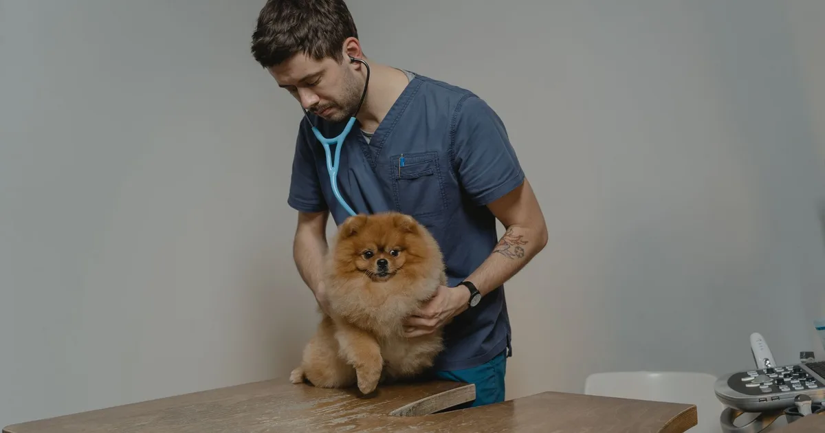 Veterinaria examina a un perro Pomerania con un estetoscopio en la sala de consulta de una clínica.