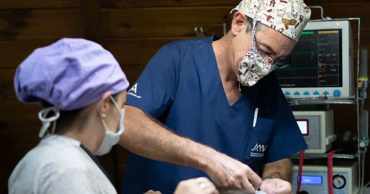 Veterinario con equipo de protección realiza un procedimiento junto a un monitor de signos vitales