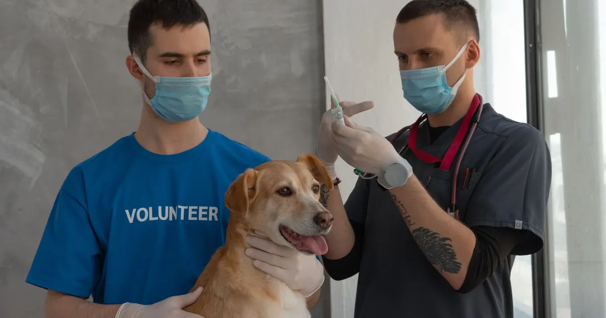 Veterinario aplica una inyección a un perro mientras un voluntario lo sostiene en la clínica