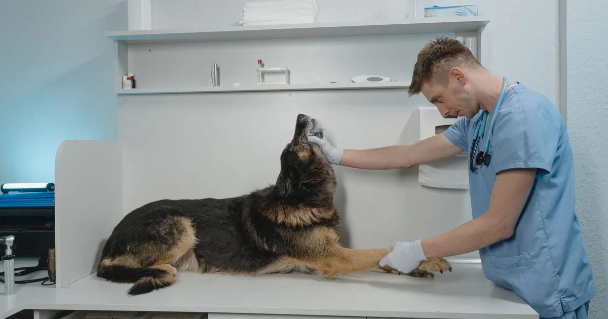 Veterinario revisa a un perro pastor alemán en un ambiente clínico estéril