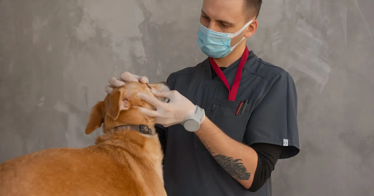 Una veterinaria con mascarilla examina a un perro durante una consulta en la clínica
