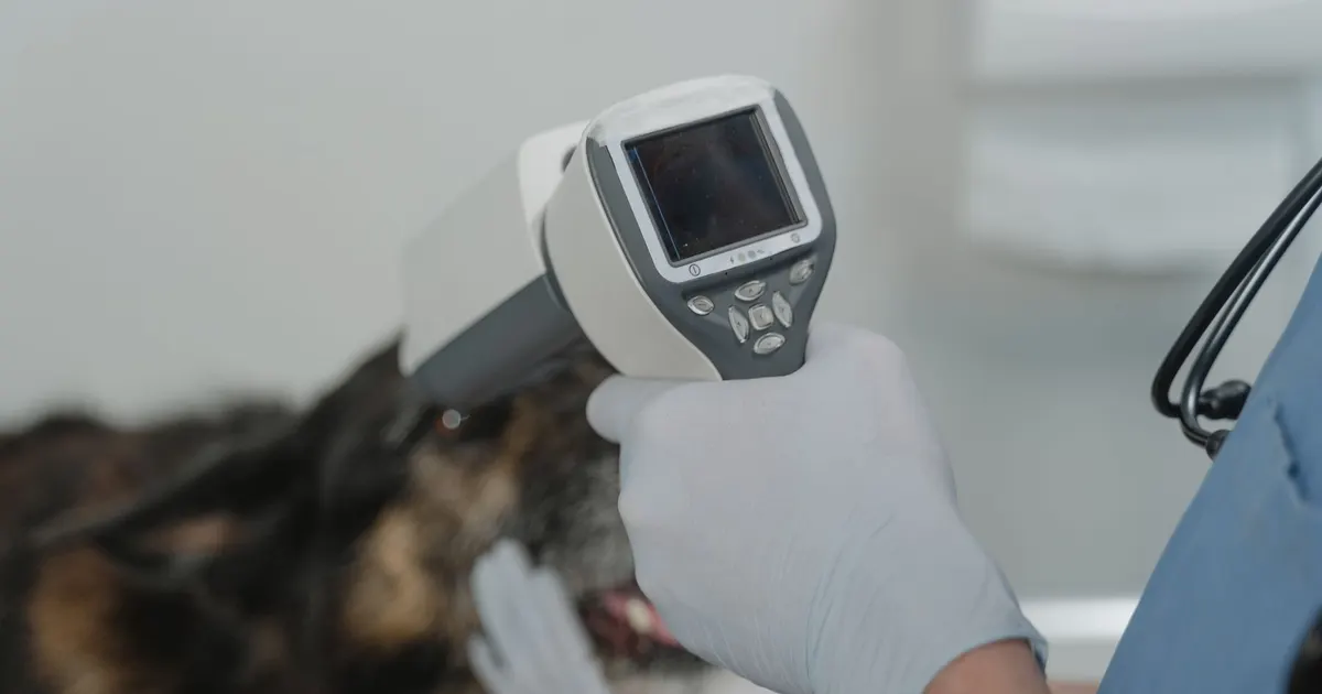 Veterinario utiliza una herramienta de diagnóstico digital durante una revisión en la clínica